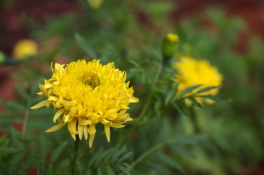 Sarı etiketler erekte oluyor.