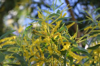 Acacia auriculiforis Cunn gündüzleri çiçek açıyor.