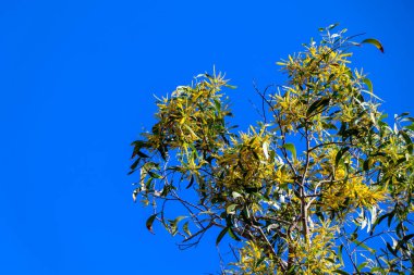 Acacia auriculiforis Cunn gündüzleri çiçek açıyor.
