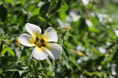Beyaz Turnera subulata çiçek açıyor