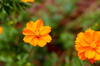 Turuncu Kozmos Sülfür Cav çiçeği açıyor.
