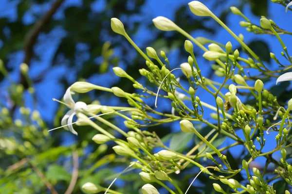 Hortensis Branco Millingtonia Estão Florescendo — Fotografia de Stock