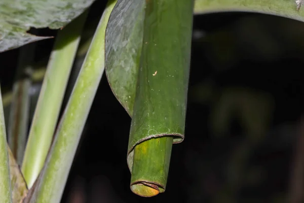 Erionota Thrax Dentro Hoja Plátano — Foto de Stock