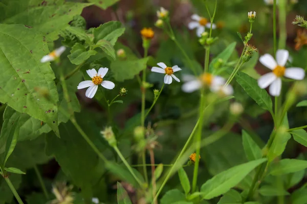 Bidens Pilosa Fleur Fleurissent — Photo