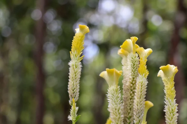 Celosia Argentea Цвіте Вдень — стокове фото