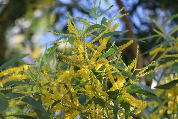 Acacia Auriculiformis Cunn Florescem Durante Dia — Fotografia de Stock