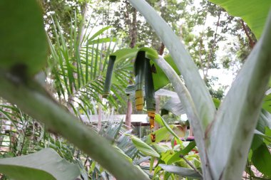 Muz yaprağının içindeki Erionota thrax