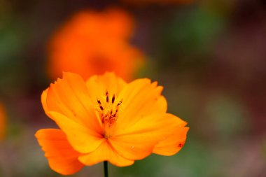 Turuncu Kozmos Sülfür Cav çiçeği açıyor.