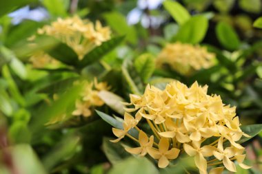 Ixora chinensis Lamk çiçek açıyor.
