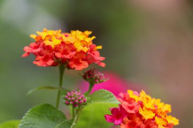 Lantana Camara çiçeği açıyor.