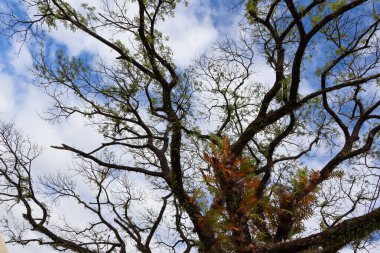 Yaşlı Samanea saman ve mavi gökyüzü Tayland 'da