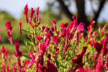 Celosia argentea gündüzleri çiçek açıyor.