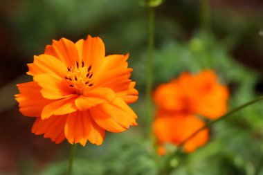 Orange Cosmos sulphureus Cav flower are blooming clipart