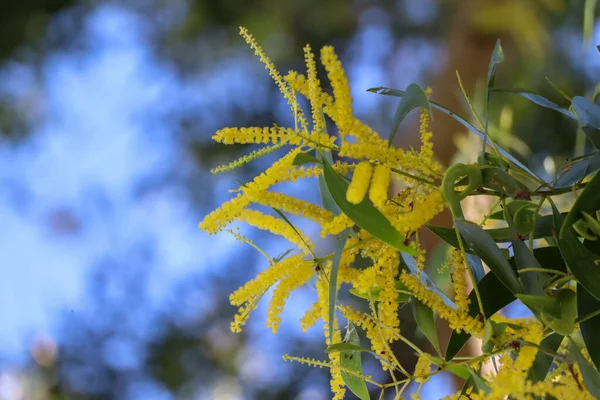 Acacia Auriculiformis Cunn Florescem Durante Dia — Fotografia de Stock
