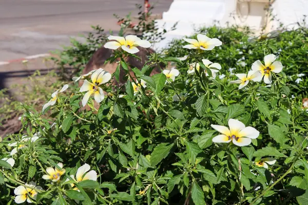 White Turnera Subulata Blooming — Stock Photo, Image