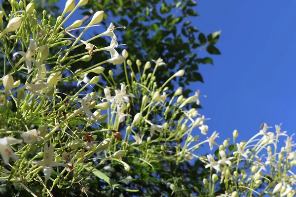 Hortensis Branco Millingtonia Estão Florescendo — Fotografia de Stock