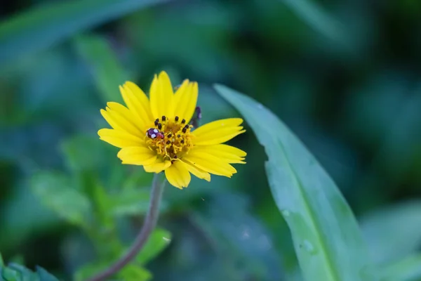 ウェデリア トリオバタの花が庭に咲いている — ストック写真