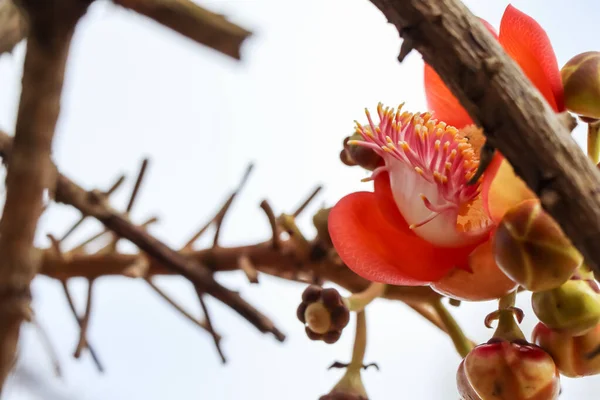 Cououpita Guianensis Aulが開花中 — ストック写真