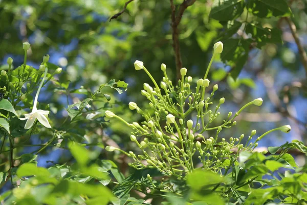 Hortensis Branco Millingtonia Estão Florescendo — Fotografia de Stock