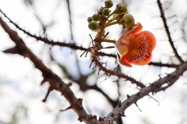 Cououpita Guianensis Aulが開花中 — ストック写真