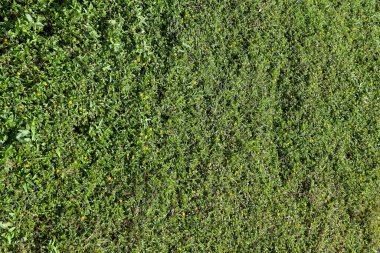 Wedelia trilobata çiçeği bahçede çiçek açıyor.