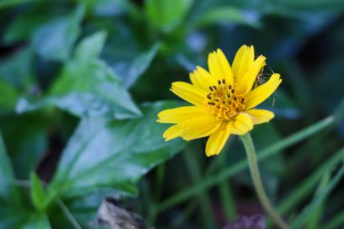 Wedelia trilobata çiçeği bahçede çiçek açıyor.