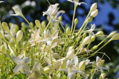 Beyaz Millingtonia Hortensis çiçek açıyor