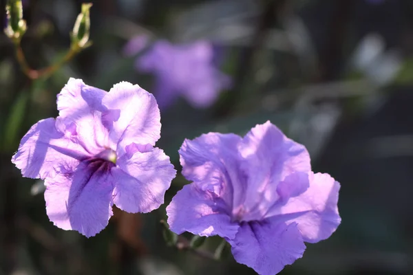 Fioletowy Kwiat Ruellia Tuberosa Kwitną — Zdjęcie stockowe