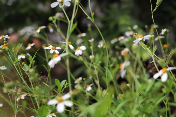 Bidens Pilosa Flower Blooming — Stock Photo, Image