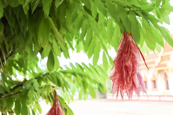 Brownea Grandiceps Jacq Growing — Stock Photo, Image