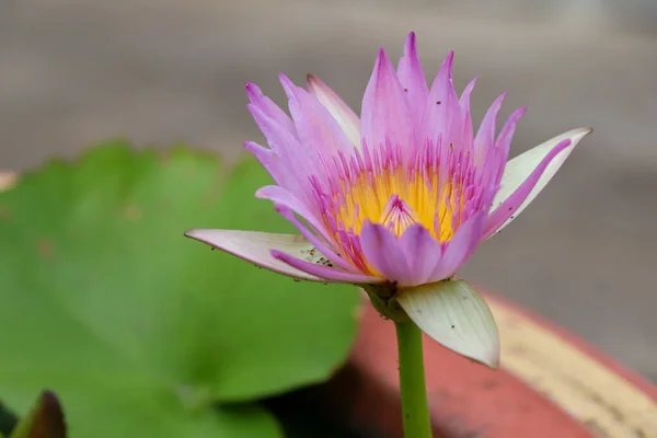 Mini Lotus Fleurissent Jour — Photo