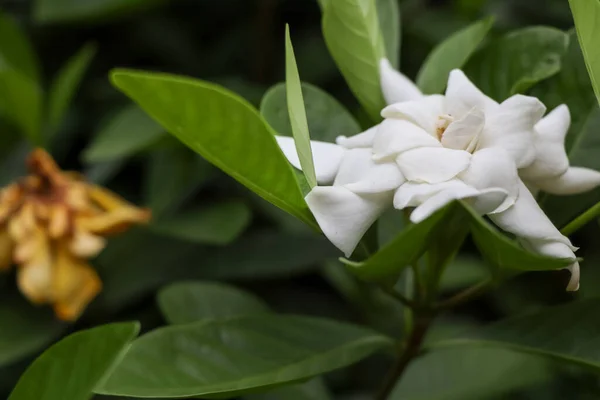 Witte Gardenia Jasminoides Bloem Bloeien — Stockfoto