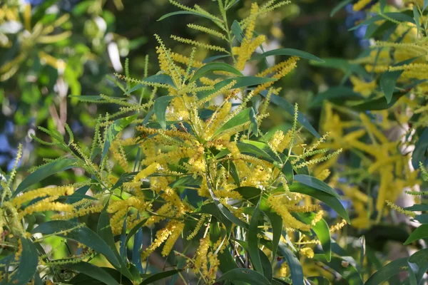 Acacia Auriculiformis Cunn Florescem Durante Dia — Fotografia de Stock
