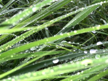 Bokeh ve su damlacıkları yeşil yaprağın üzerinde