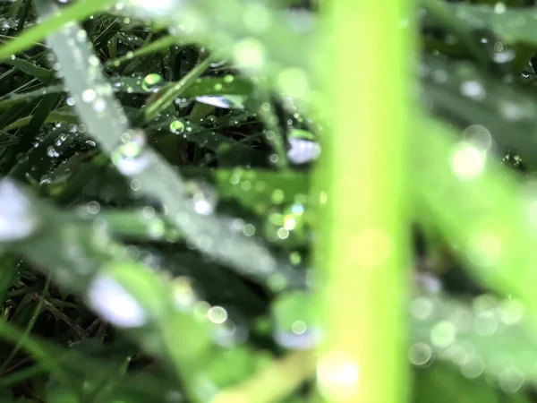 Боке Краплинки Води Зеленому Листі — стокове фото