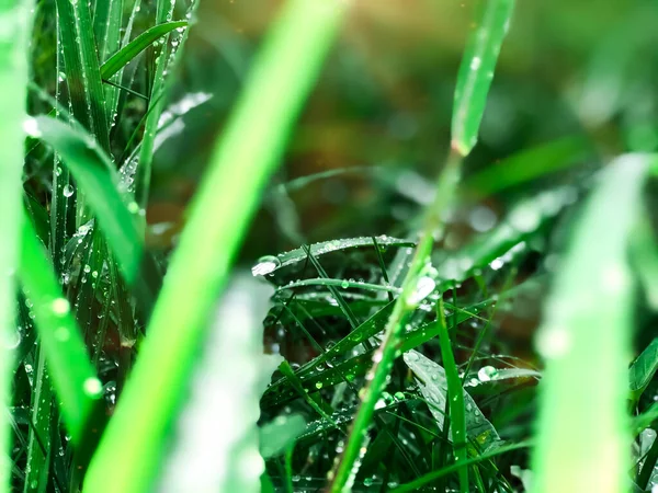 Bokeh Gotas Água Folha Verde — Fotografia de Stock