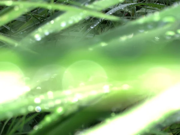 Bokeh Gotas Água Folha Verde — Fotografia de Stock