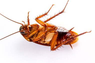 Blattodea öldü ve kirlendi