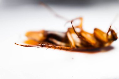 Blattodea öldü ve kirlendi