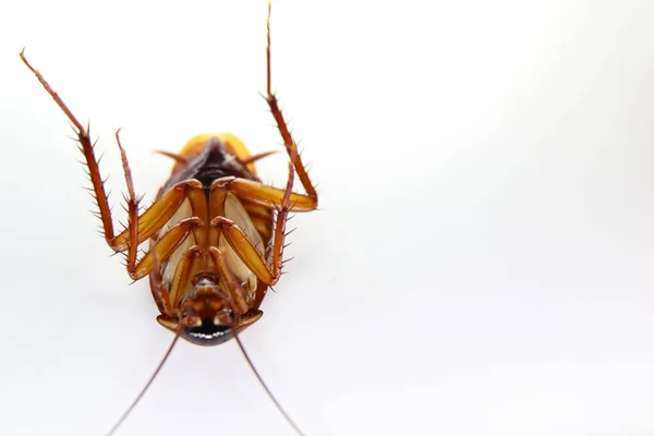 Blattodea Schlief Tot Und Schmutzig — Stockfoto