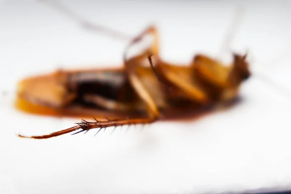 Blattodea Spal Mrtvý Špinavý — Stock fotografie