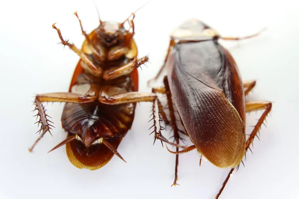 Blattodea Schlief Tot Und Schmutzig — Stockfoto