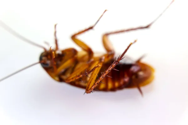 Blattodea Dormiva Morta Sporca — Foto Stock