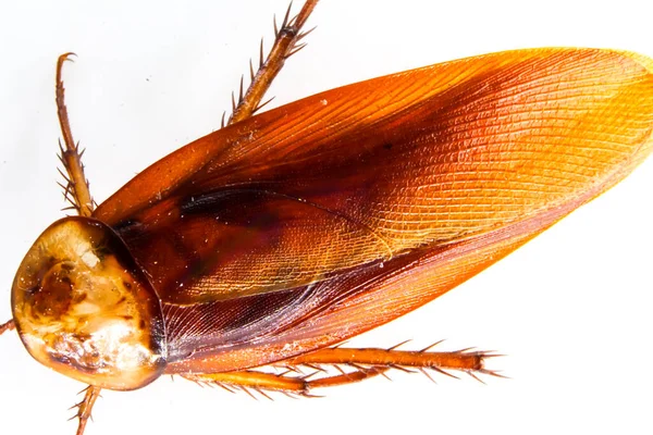 Blattodea Spał Martwy Brudny — Zdjęcie stockowe