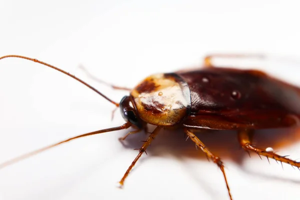 Blattodea Dormiu Morto Sujo — Fotografia de Stock