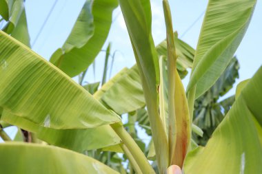 Muz ağacı yaprakları büyüyor.