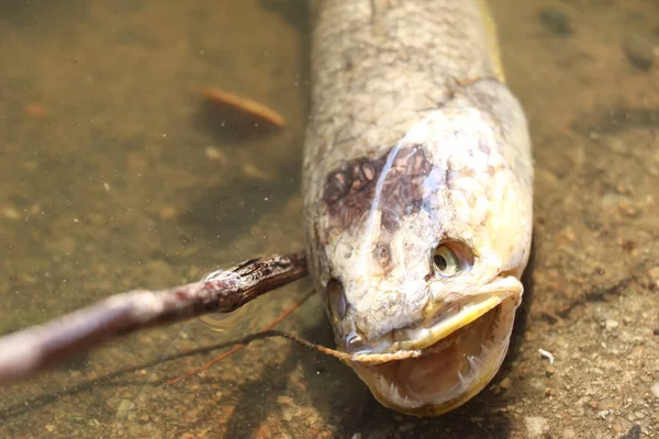 Peixe Morto Num Canal Industrial — Fotografia de Stock