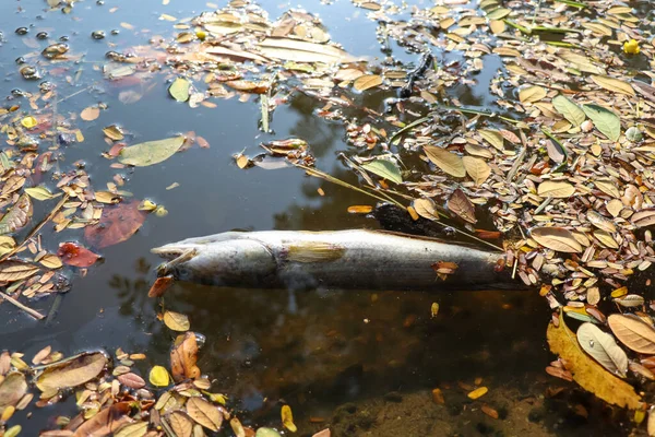 Peces Muertos Canal Industrial — Foto de Stock