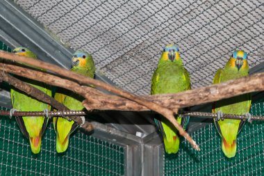 Papağan çiftlikte ve onu arıyor.