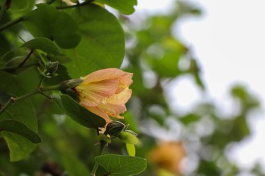 portakal çiçekleri gün içinde açıyor.